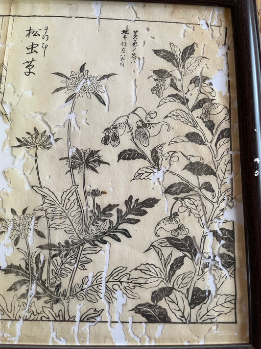 1755 Tachibana Yasunori Botanical Medical Print 本草図