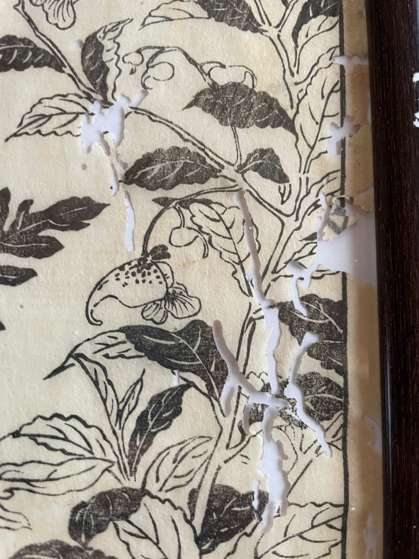 1755 Tachibana Yasunori Botanical Medical Print 本草図