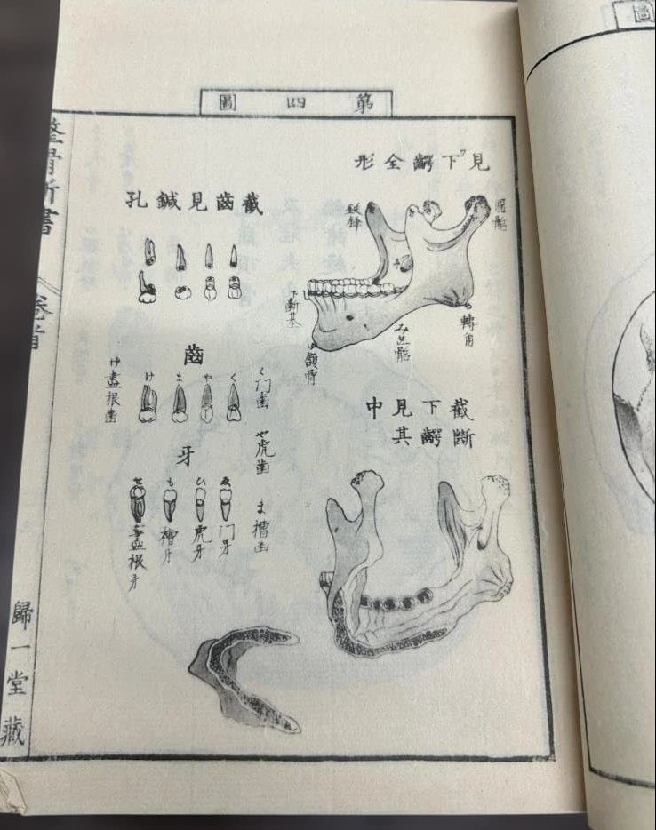 1774 Edo Period Medical Book By Kaitai Shinsho 解体新書. Edo Period Human Skeleton Diagrams