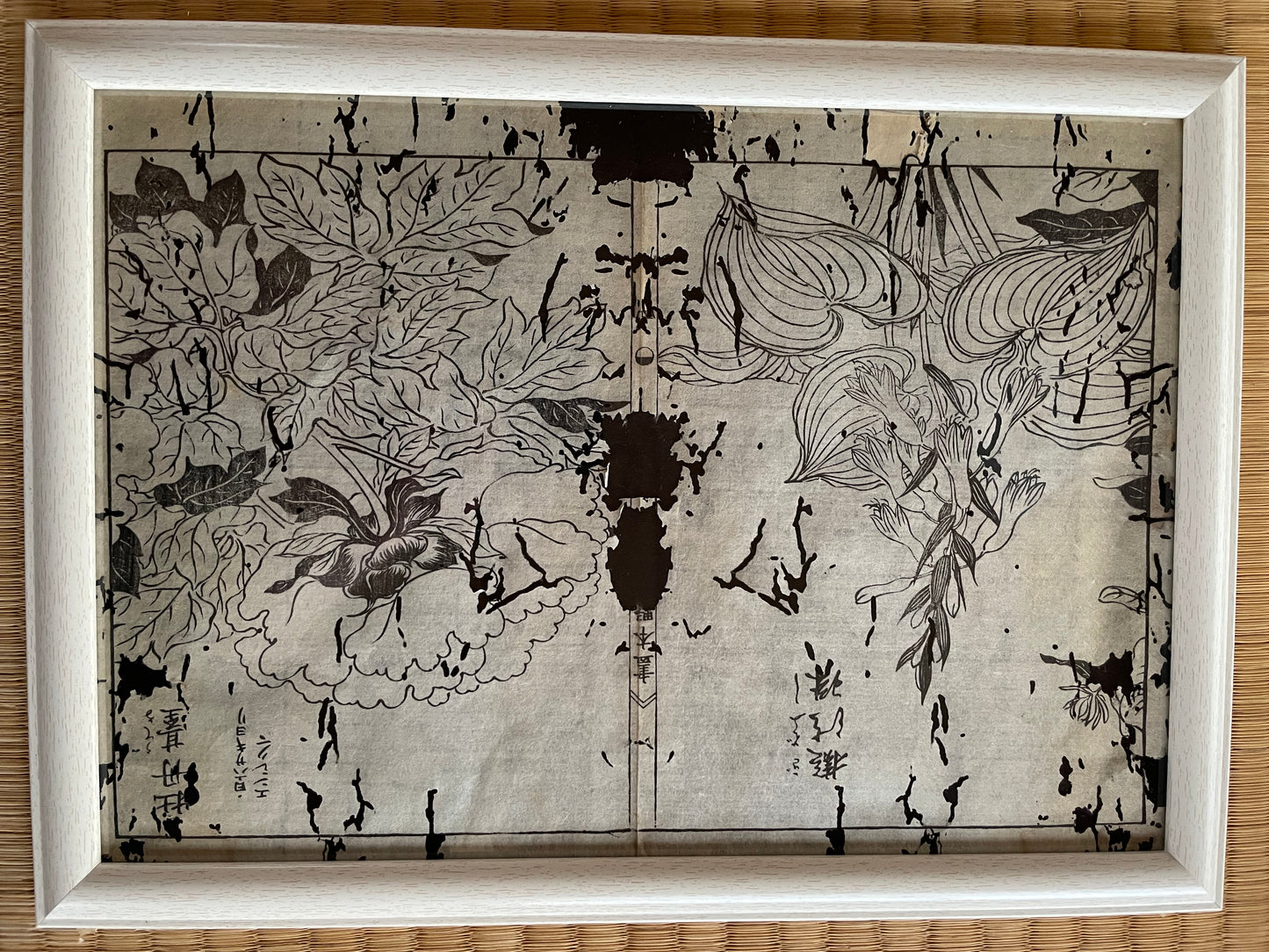 1755 Tachibana Yasunori Botanical Medical Print 本草図 (Approx. 30 x 20 cm)
