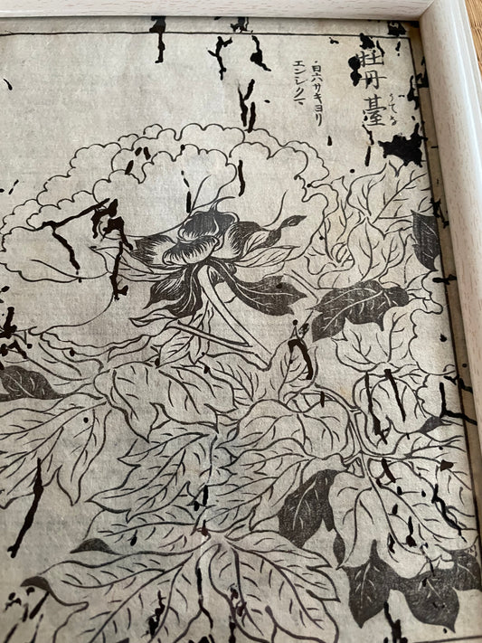 1755 Tachibana Yasunori Botanical Medical Print 本草図 (Approx. 30 x 20 cm)
