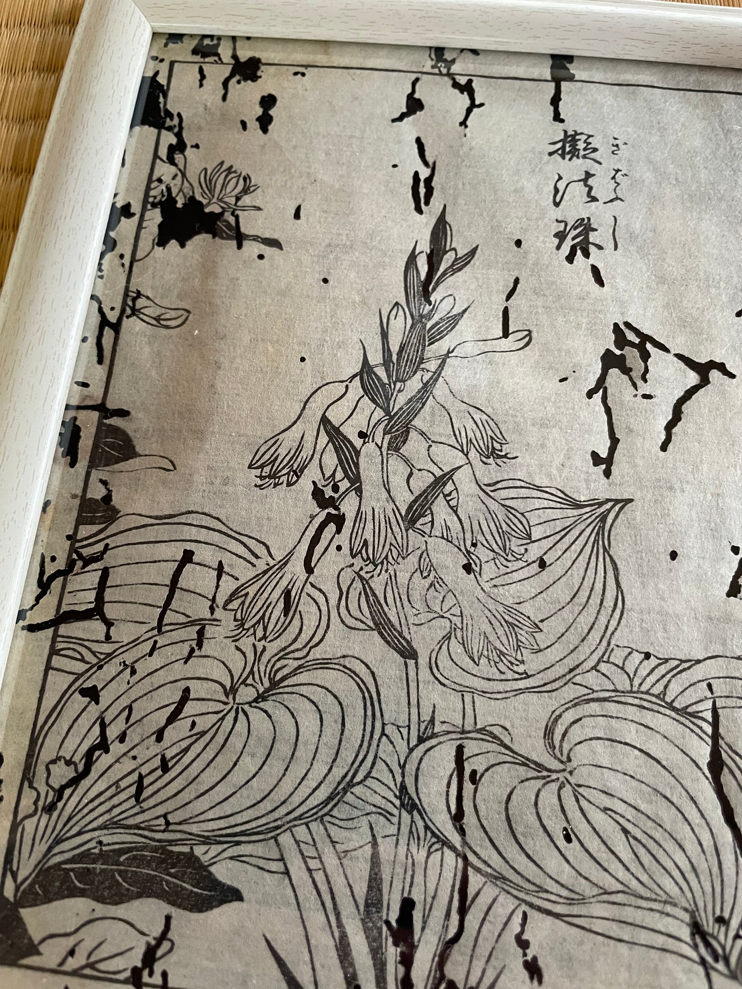 1755 Tachibana Yasunori Botanical Medical Print 本草図 (Approx. 30 x 20 cm)