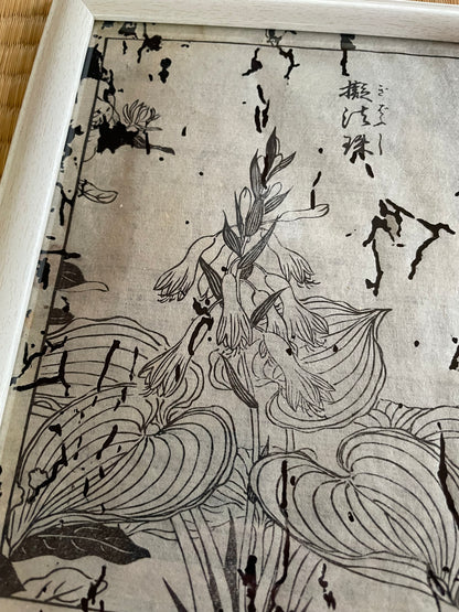 1755 Tachibana Yasunori Botanical Medical Print 本草図 (Approx. 30 x 20 cm)
