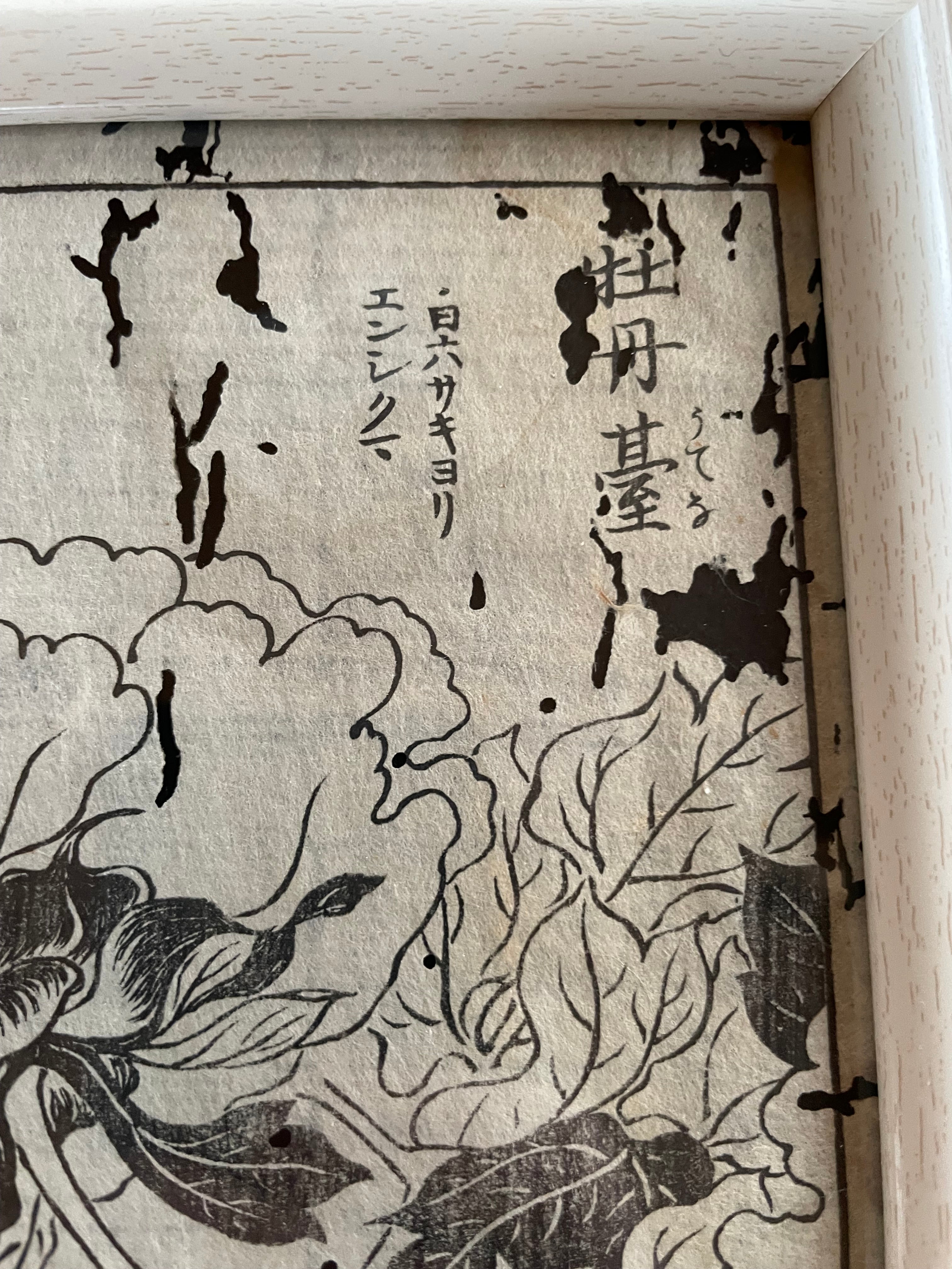 1755 Tachibana Yasunori Botanical Medical Print 本草図 (Approx. 30