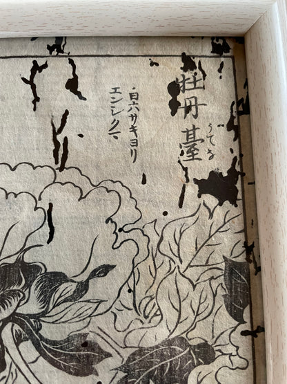 1755 Tachibana Yasunori Botanical Medical Print 本草図 (Approx. 30 x 20 cm)