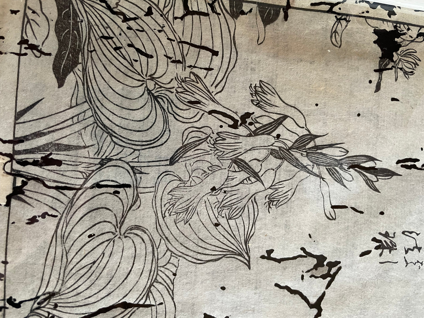 1755 Tachibana Yasunori Botanical Medical Print 本草図 (Approx. 30 x 20 cm)