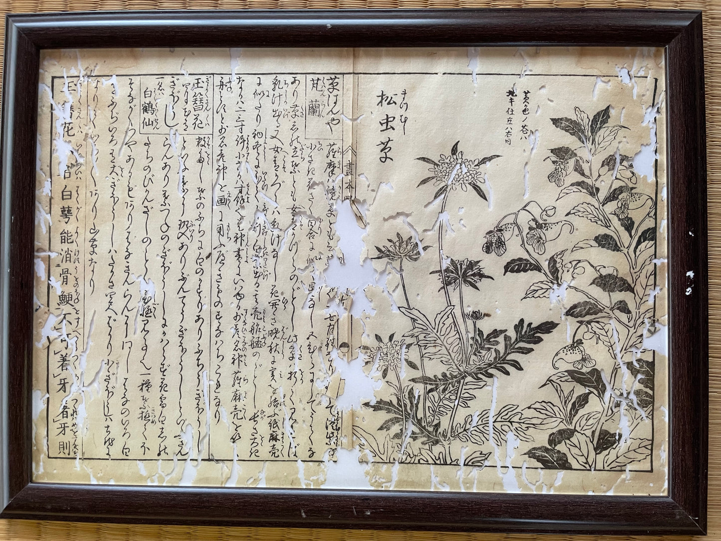 1755 Tachibana Yasunori Botanical Medical Print 本草図 (Approx. 30 x 20 cm)