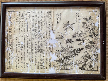 1755 Tachibana Yasunori Botanical Medical Print 本草図 (Approx. 30 x 20 cm)