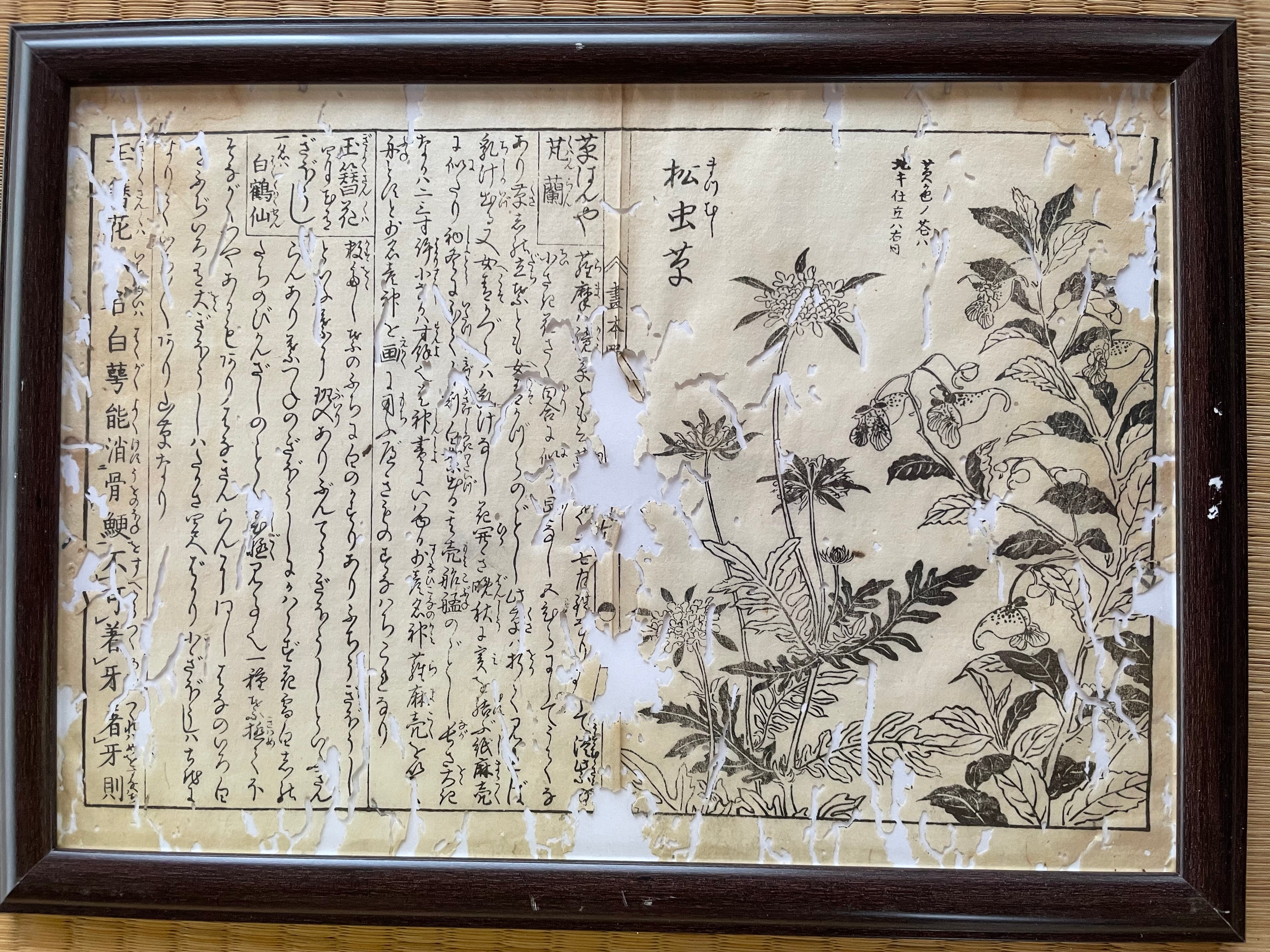 1755 Tachibana Yasunori Botanical Medical Print 本草図 – Echoes of Edo