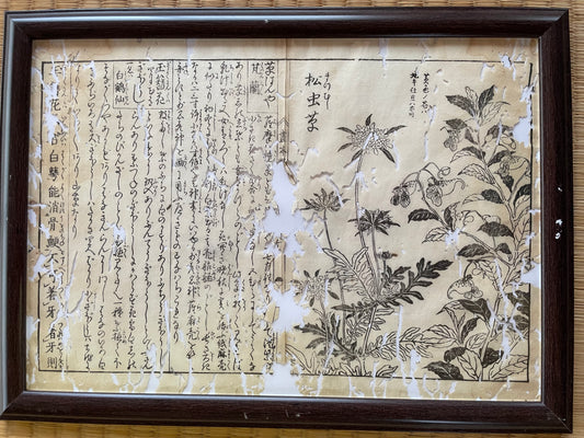 1755 Tachibana Yasunori Botanical Medical Print 本草図