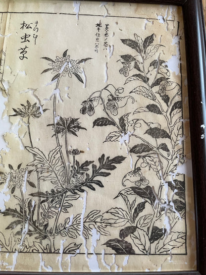 1755 Tachibana Yasunori Botanical Medical Print 本草図 (Approx. 30 x 20 cm)