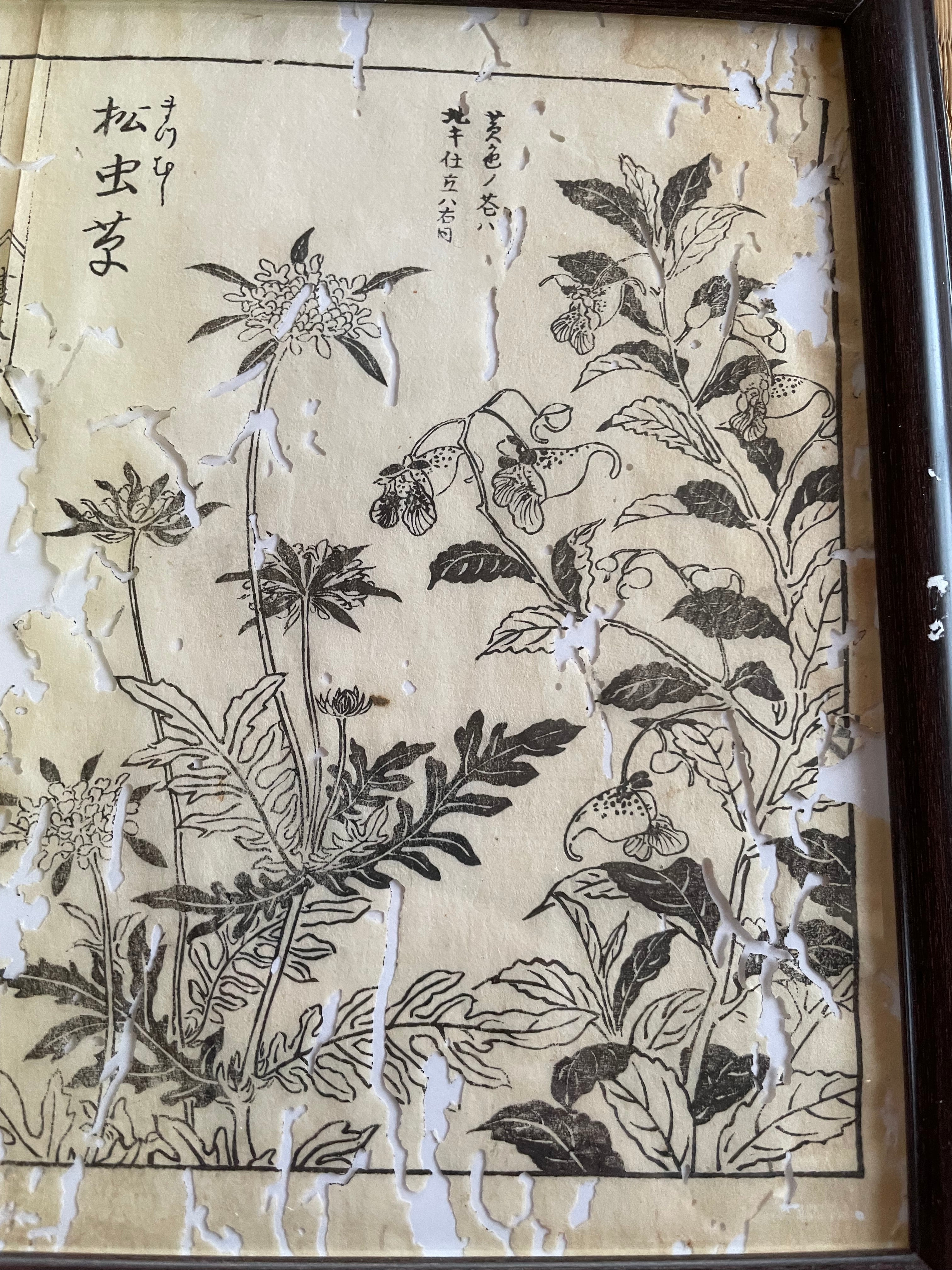 1755 Tachibana Yasunori Botanical Medical Print 本草図 – Echoes of Edo