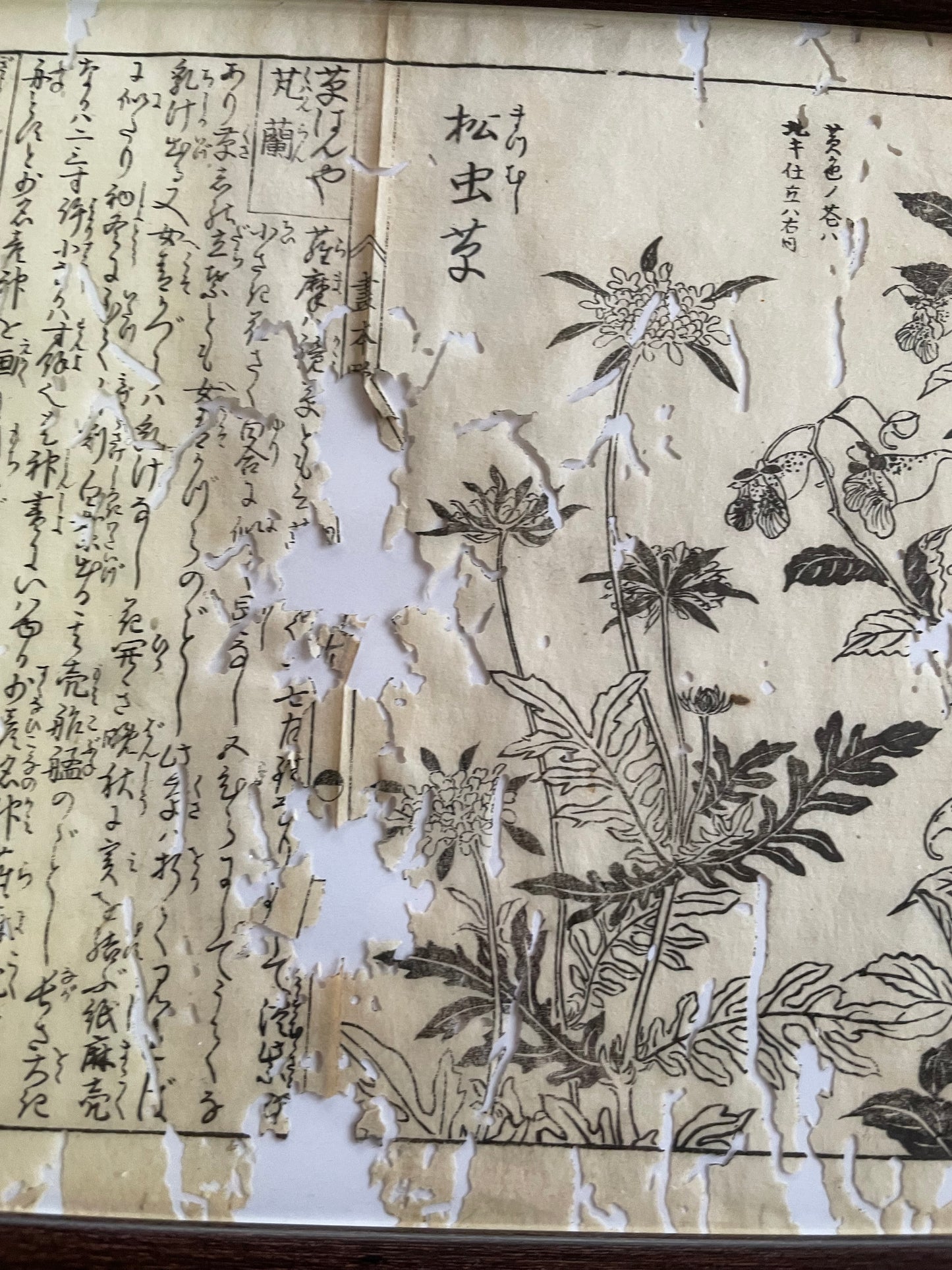 1755 Tachibana Yasunori Botanical Medical Print 本草図 (Approx. 30 x 20 cm)