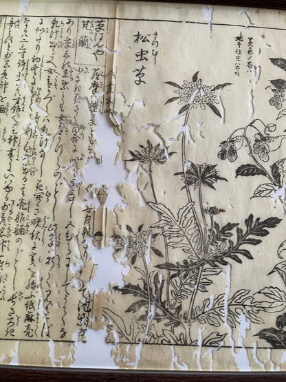 1755 Tachibana Yasunori Botanical Medical Print 本草図