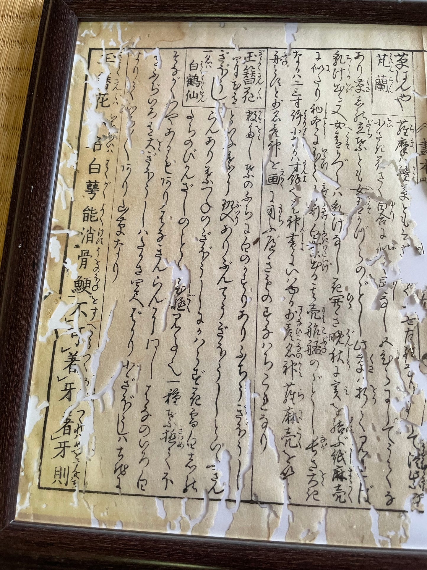 1755 Tachibana Yasunori Botanical Medical Print 本草図 (Approx. 30 x 20 cm)