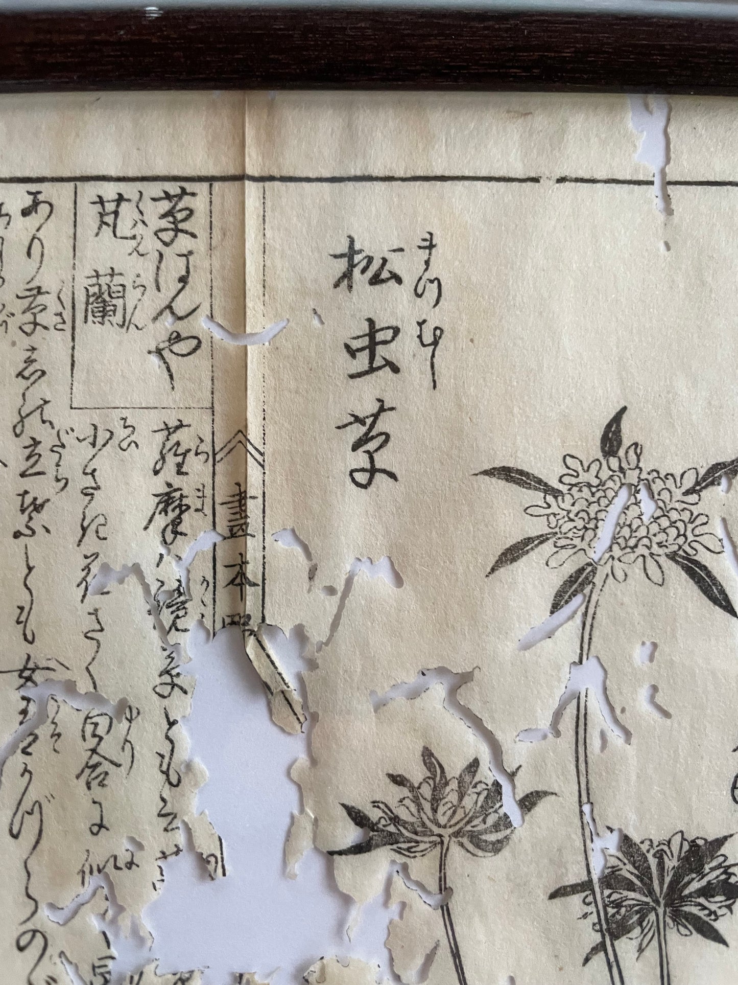 1755 Tachibana Yasunori Botanical Medical Print 本草図 (Approx. 30 x 20 cm)