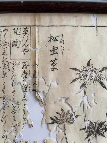 1755 Tachibana Yasunori Botanical Medical Print 本草図 (Approx. 30 x 20 cm)