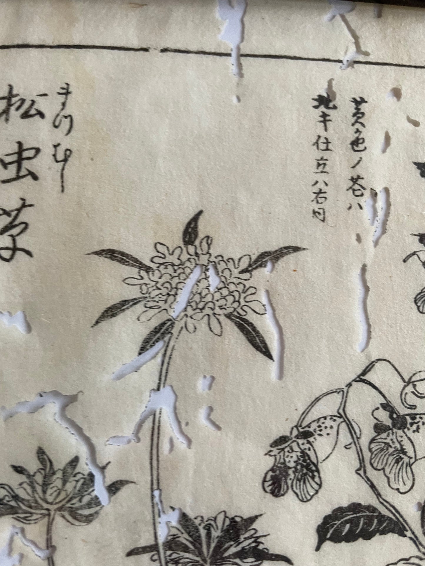 1755 Tachibana Yasunori Botanical Medical Print 本草図