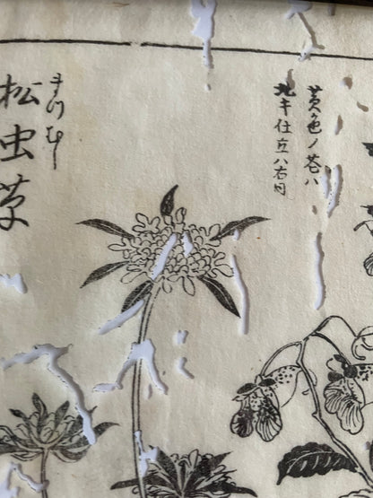 1755 Tachibana Yasunori Botanical Medical Print 本草図