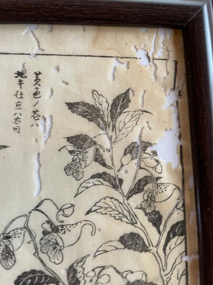 1755 Tachibana Yasunori Botanical Medical Print 本草図