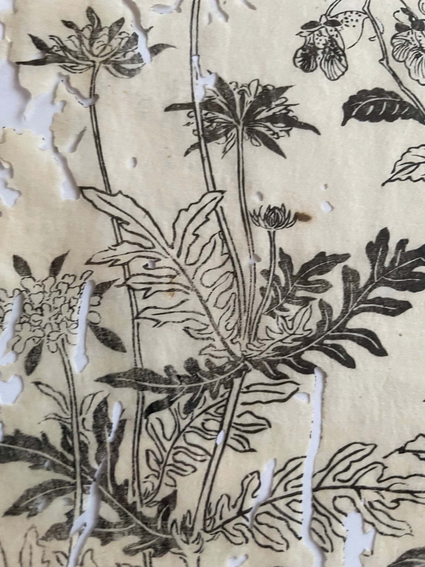 1755 Tachibana Yasunori Botanical Medical Print 本草図 (Approx. 30 x 20 cm)