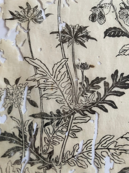 1755 Tachibana Yasunori Botanical Medical Print 本草図 (Approx. 30 x 20 cm)