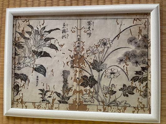1755 Tachibana Yasunori Botanical Medical Print 本草図