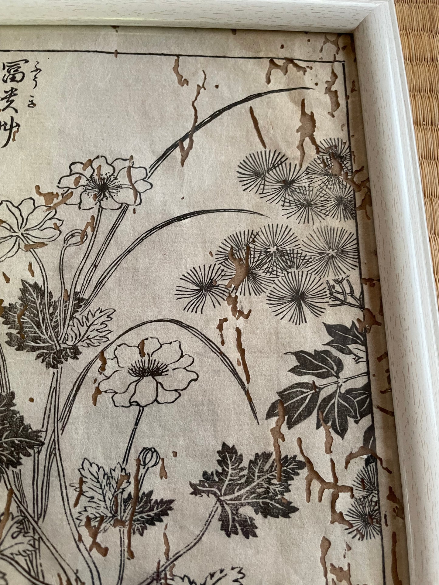 1755 Tachibana Yasunori Botanical Medical Print 本草図