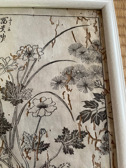 1755 Tachibana Yasunori Botanical Medical Print 本草図