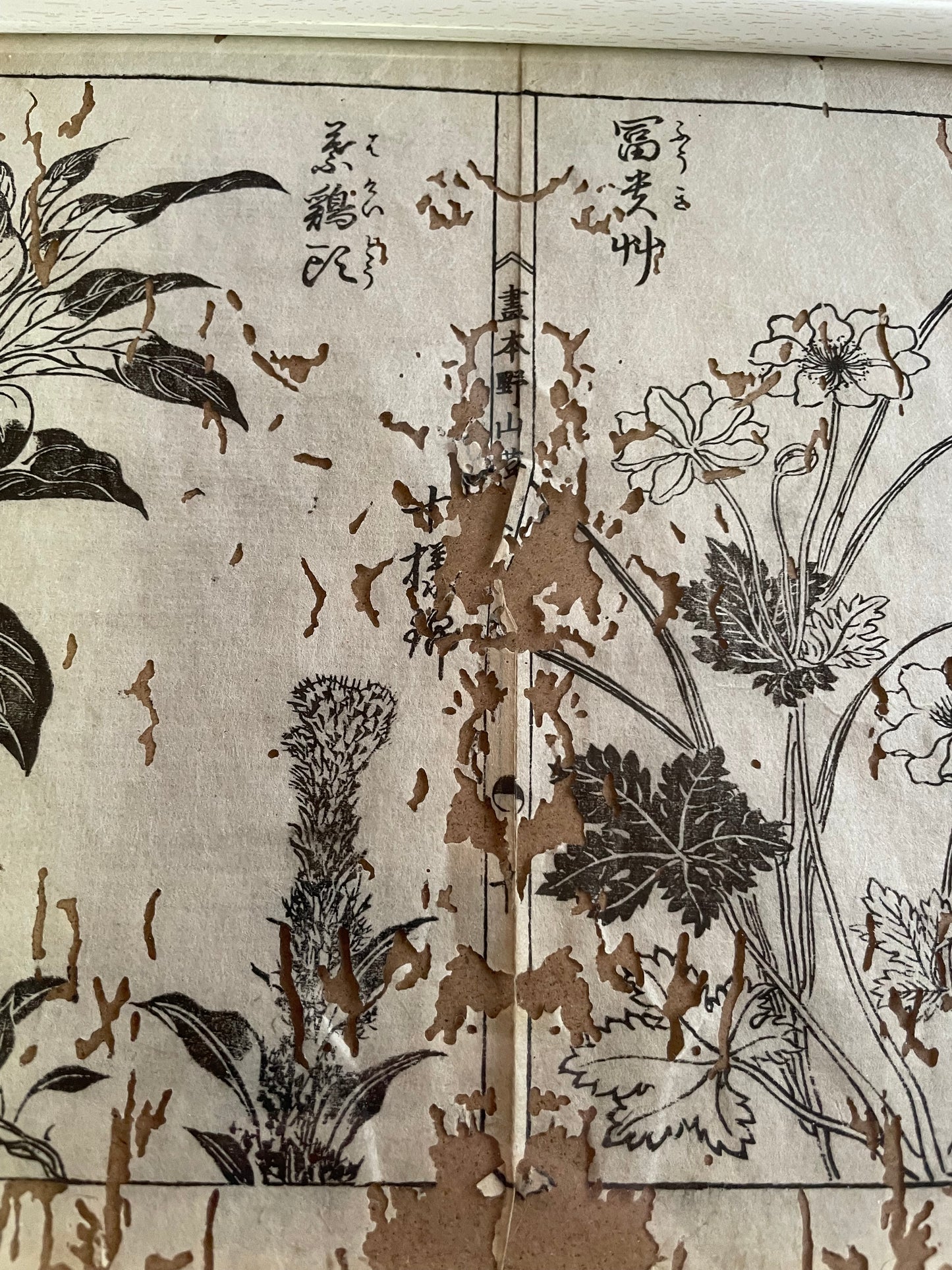 1755 Tachibana Yasunori Botanical Medical Print 本草図