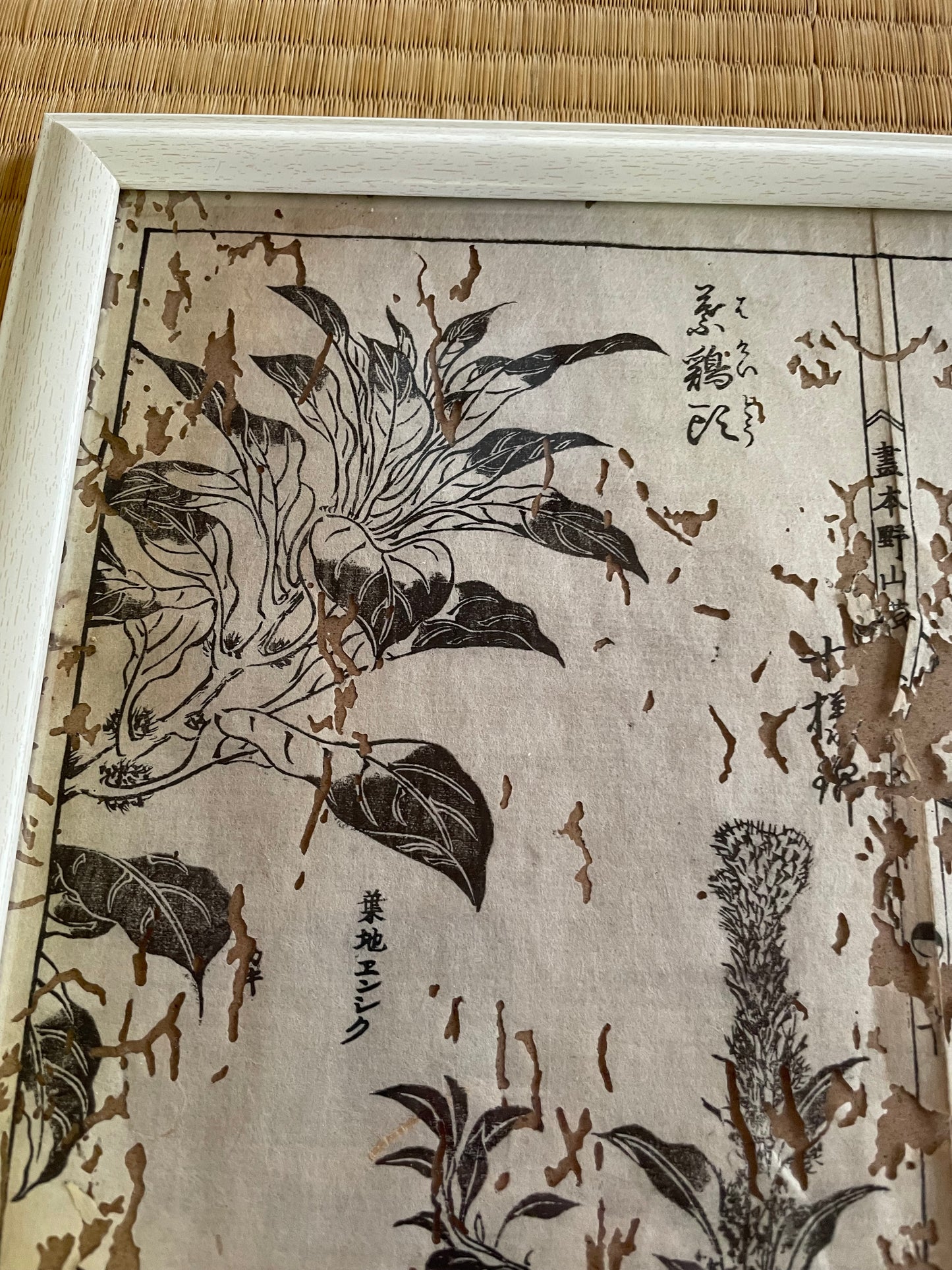 1755 Tachibana Yasunori Botanical Medical Print 本草図