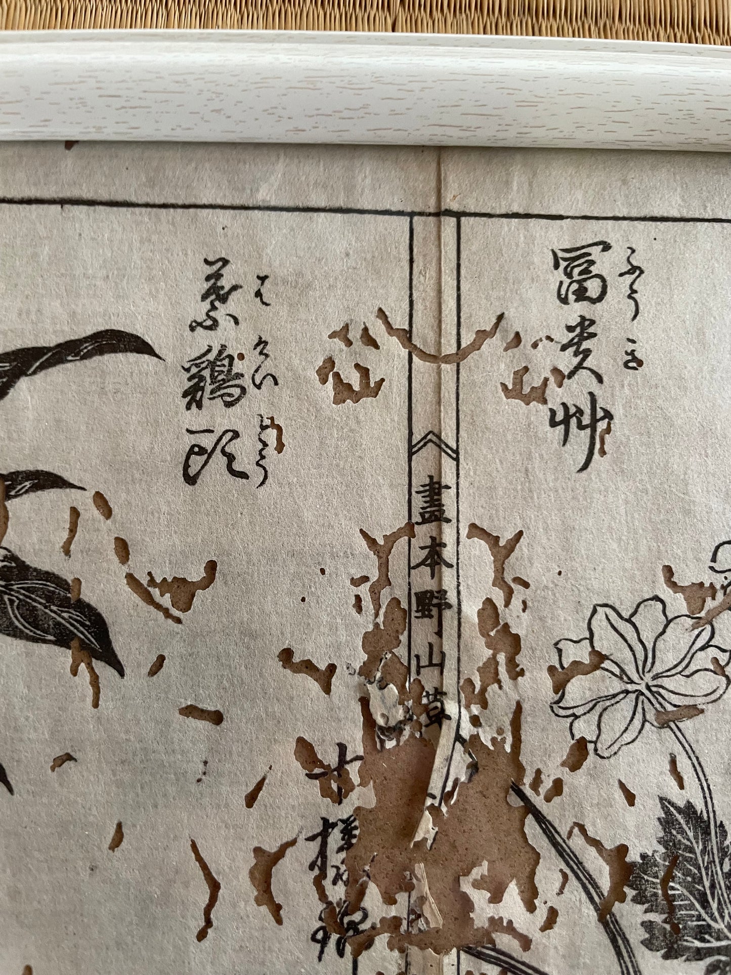 1755 Tachibana Yasunori Botanical Medical Print 本草図