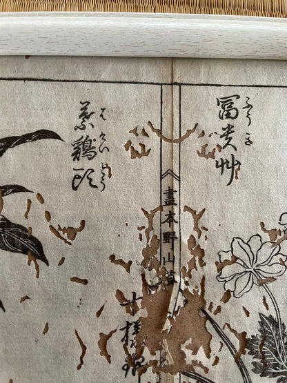 1755 Tachibana Yasunori Botanical Medical Print 本草図