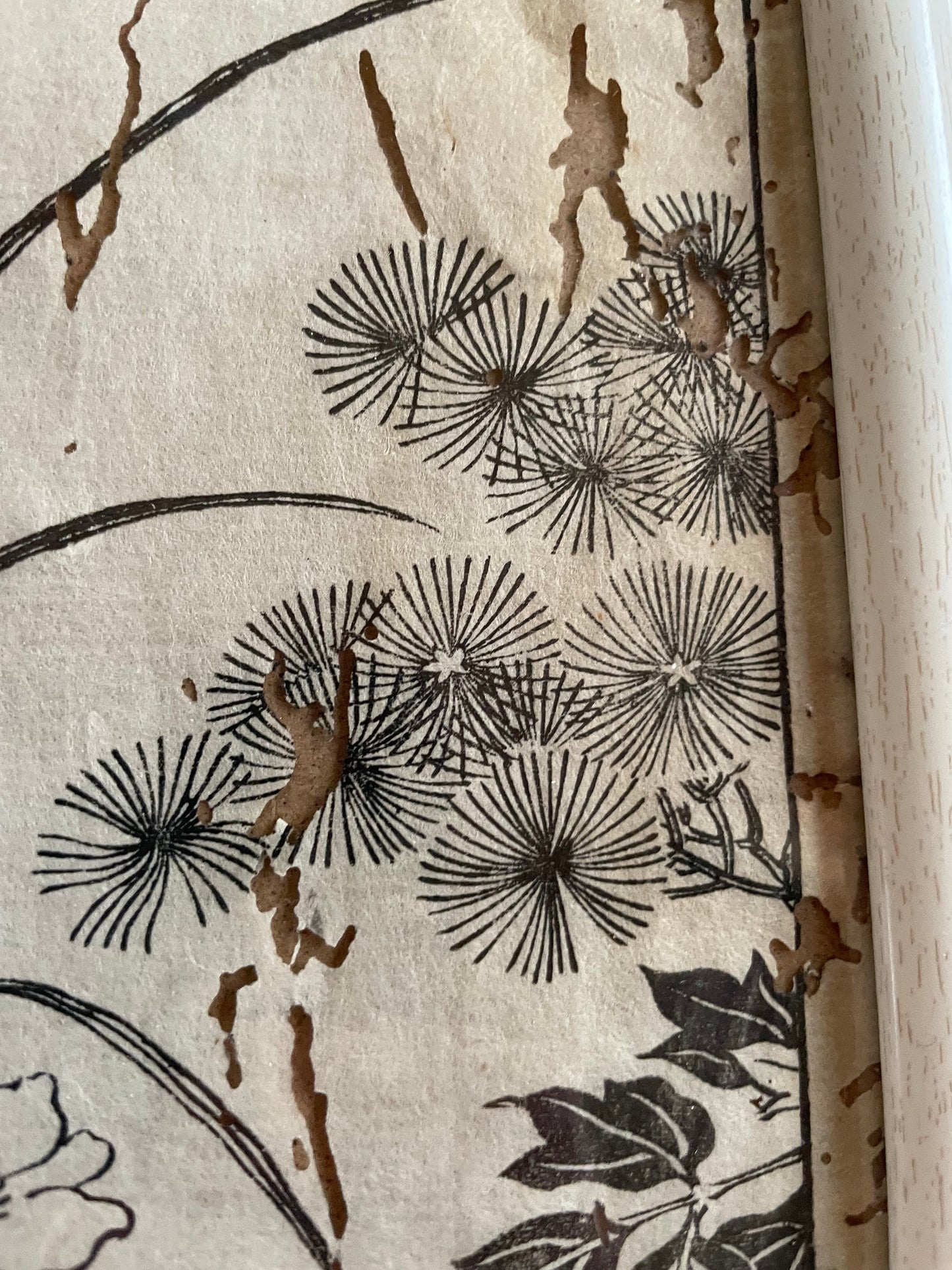 1755 Tachibana Yasunori Botanical Medical Print 本草図