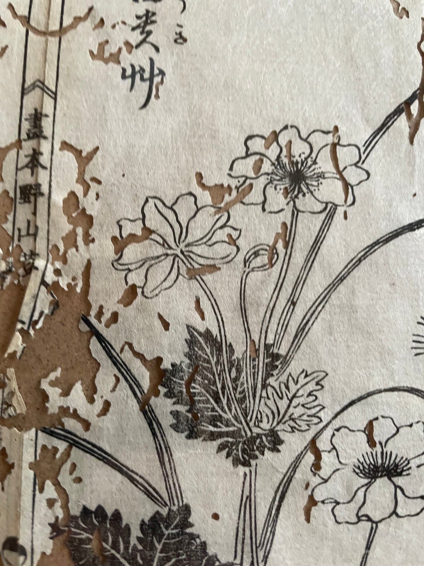 1755 Tachibana Yasunori Botanical Medical Print 本草図