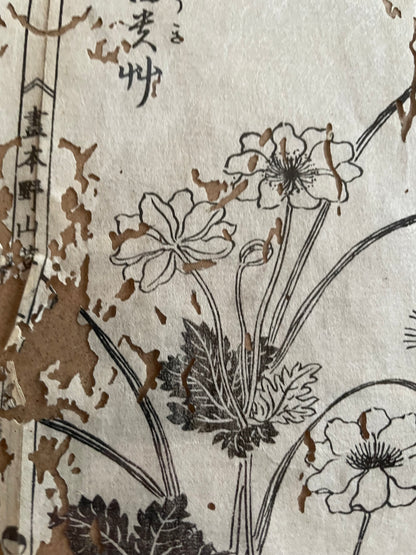1755 Tachibana Yasunori Botanical Medical Print 本草図