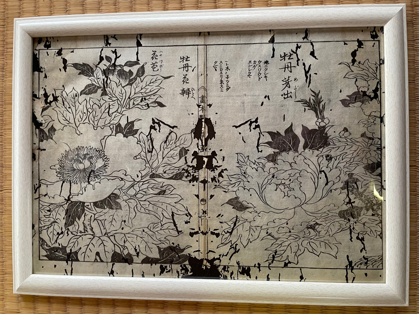 1755 Tachibana Yasunori Botanical Medical Print 本草図