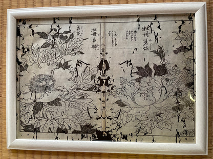 1755 Tachibana Yasunori Botanical Medical Print 本草図
