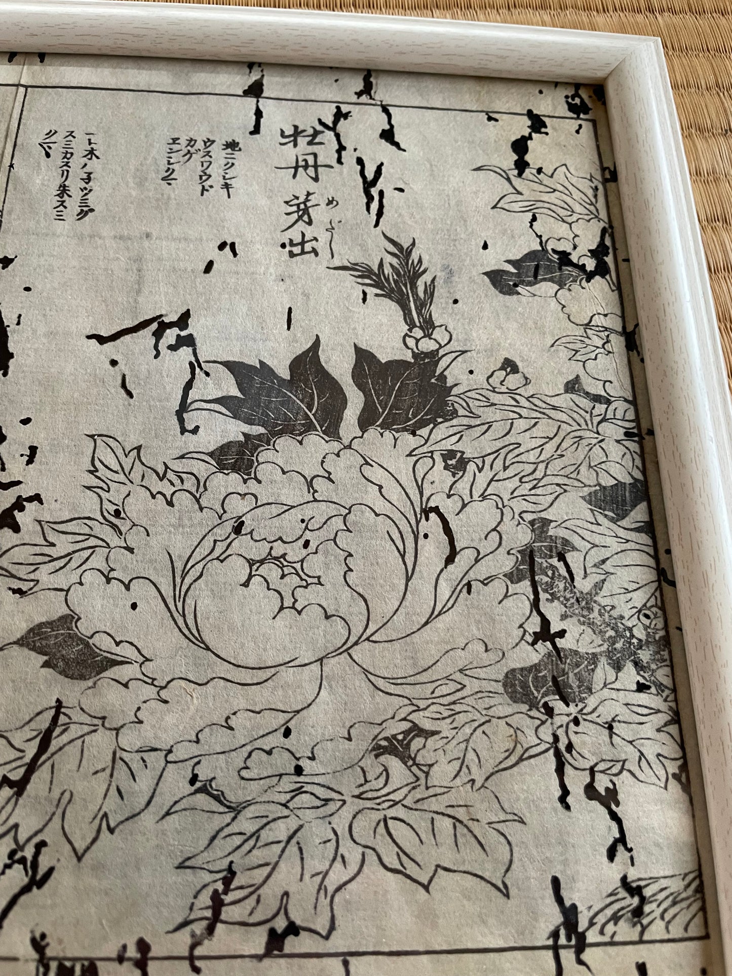 1755 Tachibana Yasunori Botanical Medical Print 本草図