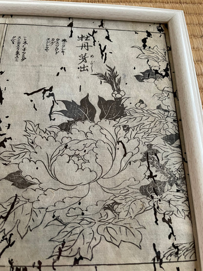 1755 Tachibana Yasunori Botanical Medical Print 本草図