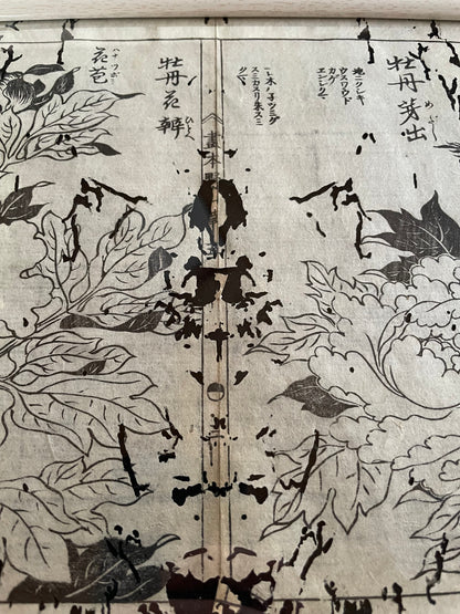 1755 Tachibana Yasunori Botanical Medical Print 本草図