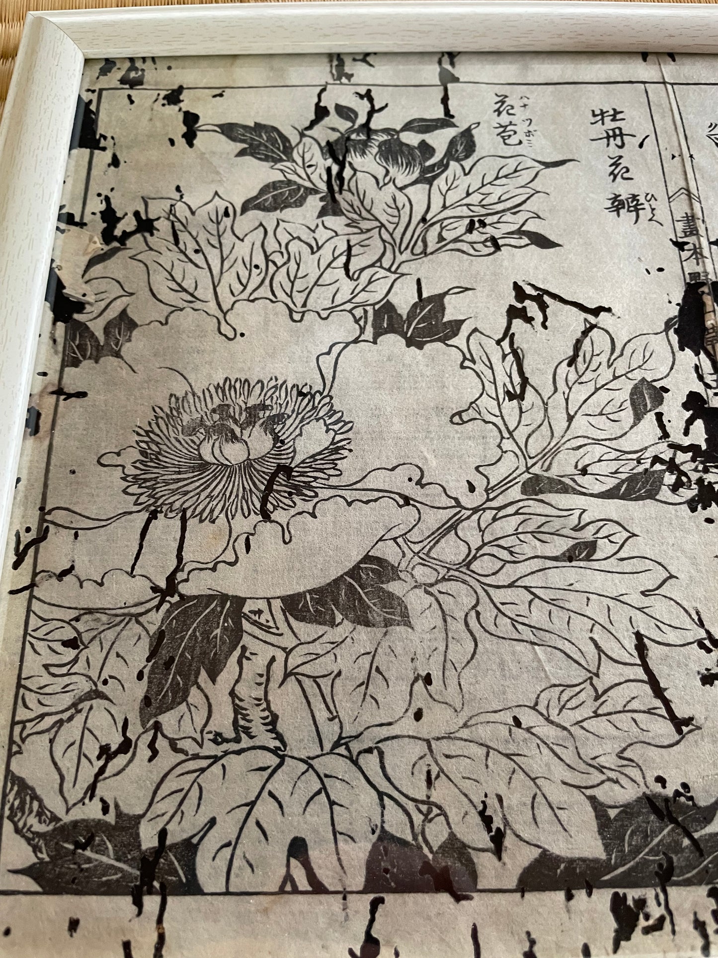 1755 Tachibana Yasunori Botanical Medical Print 本草図