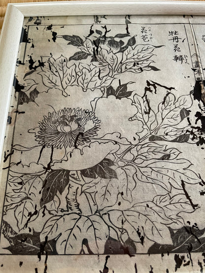 1755 Tachibana Yasunori Botanical Medical Print 本草図