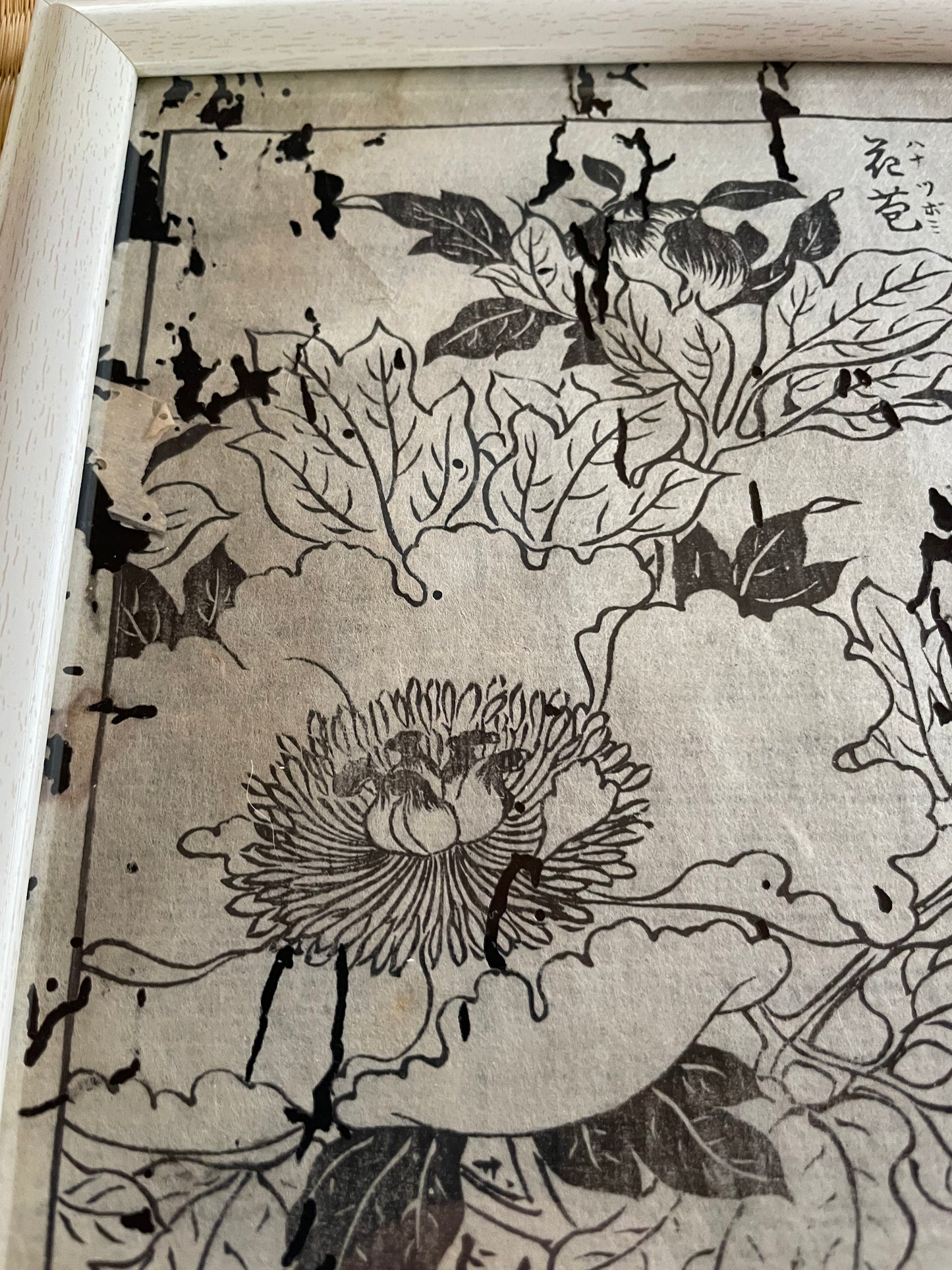 1755 Tachibana Yasunori Botanical Medical Print 本草図