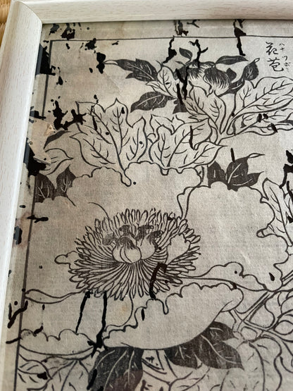 1755 Tachibana Yasunori Botanical Medical Print 本草図