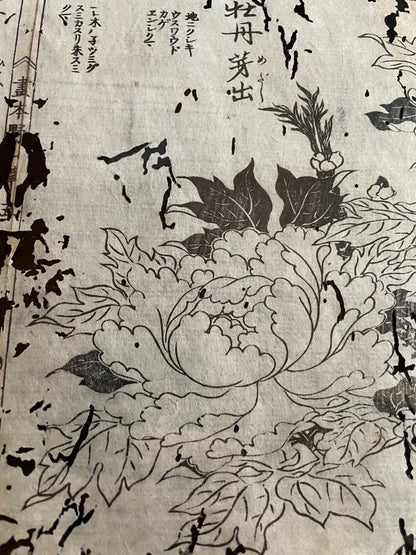 1755 Tachibana Yasunori Botanical Medical Print 本草図