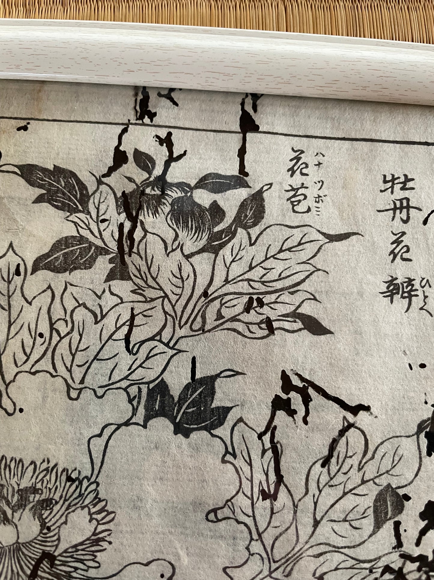 1755 Tachibana Yasunori Botanical Medical Print 本草図