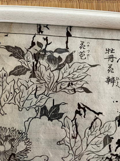 1755 Tachibana Yasunori Botanical Medical Print 本草図