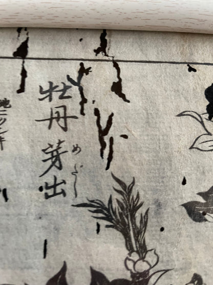 1755 Tachibana Yasunori Botanical Medical Print 本草図