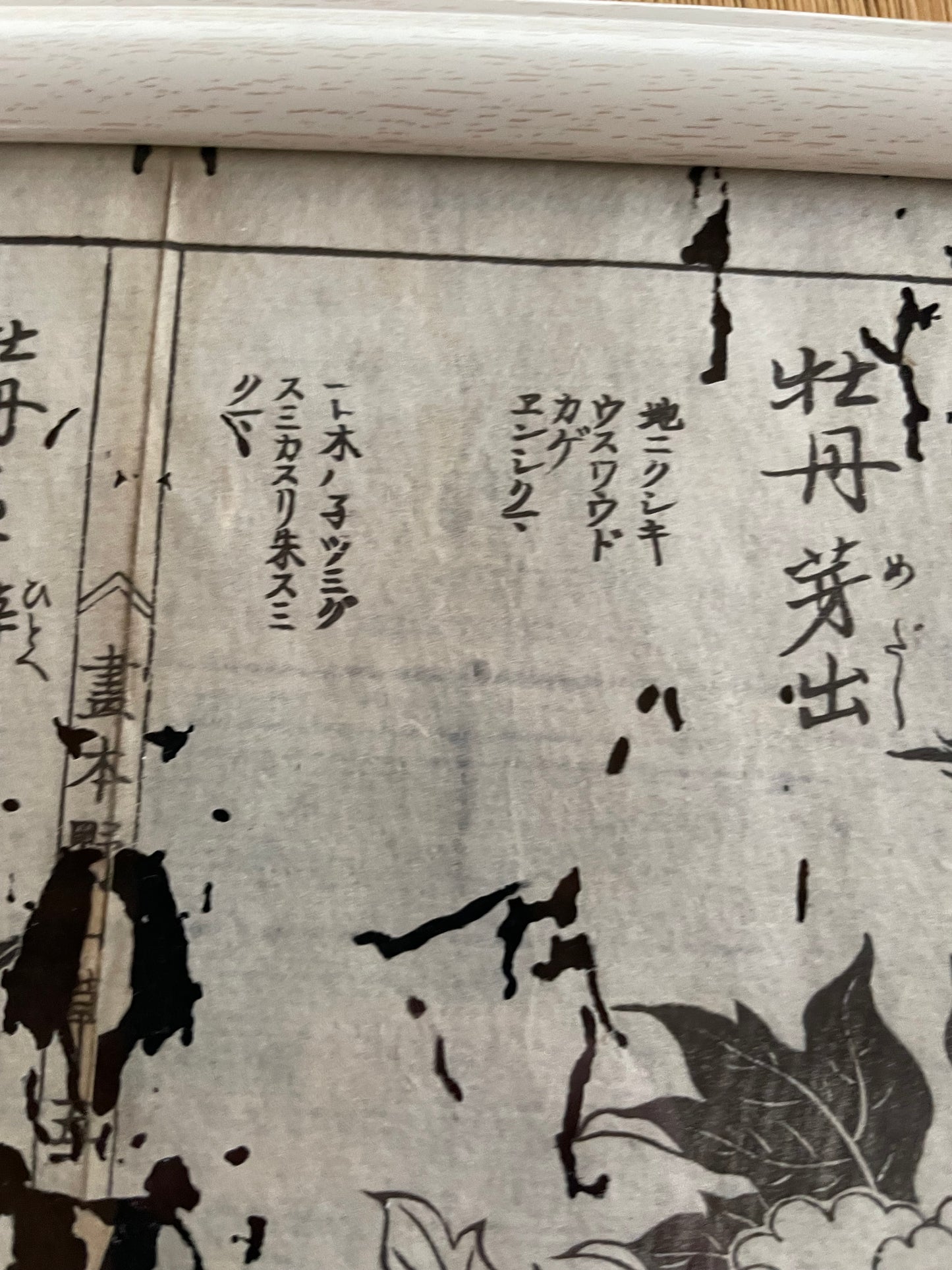 1755 Tachibana Yasunori Botanical Medical Print 本草図